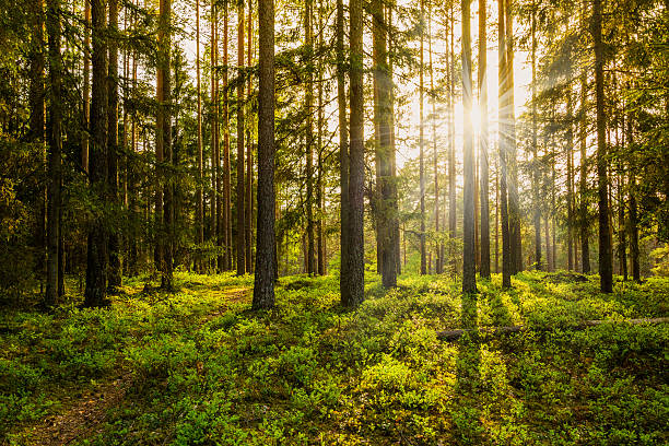 sun through the trees